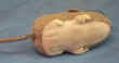 maus1.8.jpg (6280 Byte)